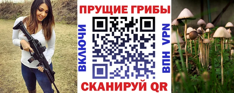 как найти   Тосно  Галлюциногенные грибы Cubensis 